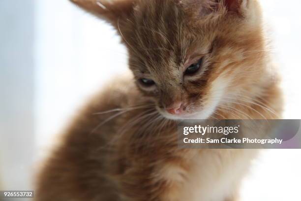 ginger kitten cat poses for her photos - hitchin foto e immagini stock