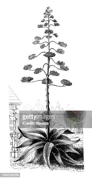 botany plants antique engraving illustration: agave americana (sentry plant, century plant, maguey, american aloe) - americana aloe stock illustrations