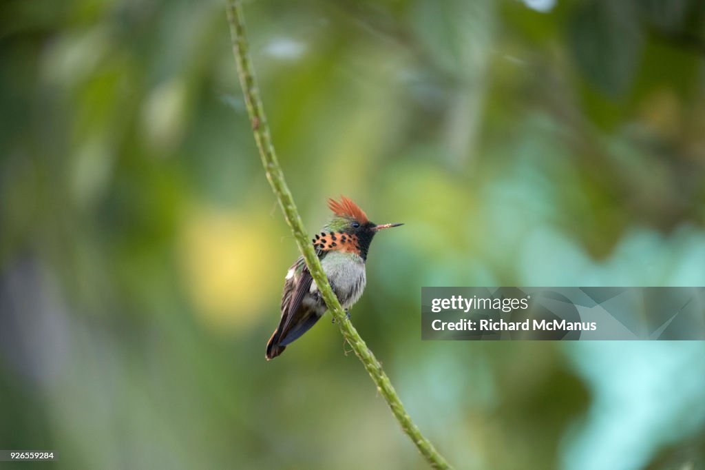 Tufted coquette hummingbird.