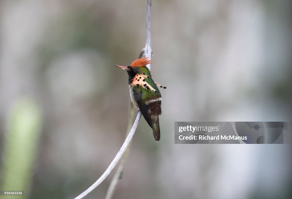 Tufted coquette hummingbird.