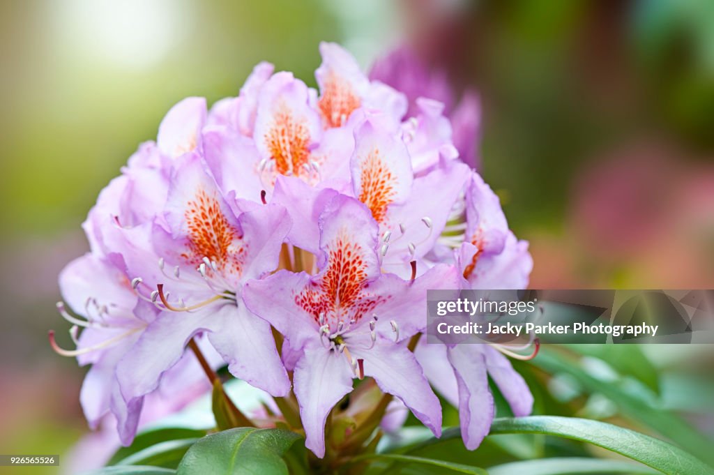 Pink Rhodos Closeup Image Of Summer Flowering Pink Rhododendron Flowers High-Res ...