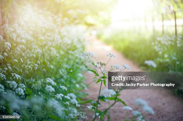 a path in the summer hazy sunshine with daucus carota white flowers either side, also known as queen anne's lace flowers - mirage fotografías e imágenes de stock