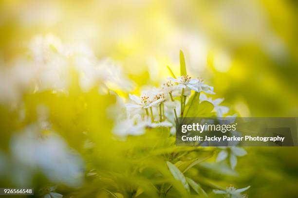 close-up image of the delicate white spring flowers of choisya ternata also known as mexican orange blossom or mexican orange - orange blossom stock pictures, royalty-free photos & images