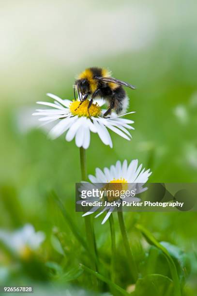 close-up image of a single bumble bee collecting pollen from a garden white daisy flower - bumblebee fotografías e imágenes de stock