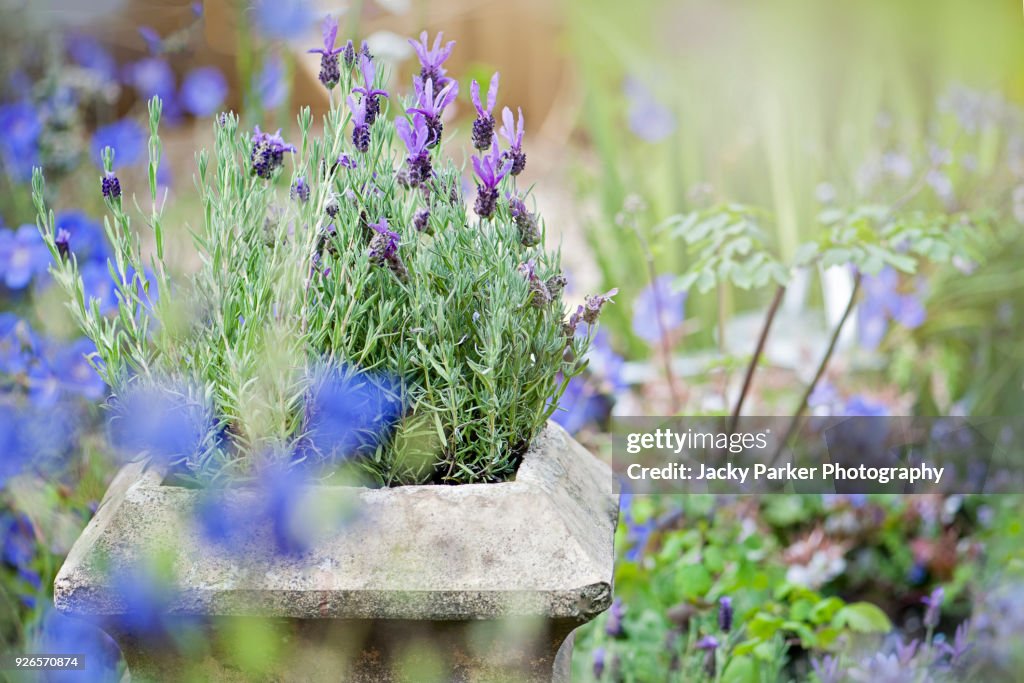 Close-up image of a stone garden planter or container with scented lavender flowers in the summer sunshine