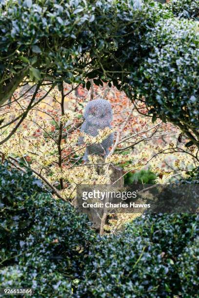 view though hedge of ilex aquifolium 'alaska' to shrub of hammamelis x intermedia 'pallida with sculpture in galvanised wire of owl. - stenbräckeordningen bildbanksfoton och bilder