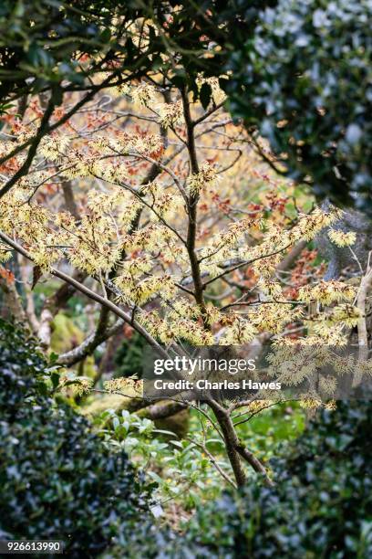 view though hedge of ilex aquifolium 'alaska' to shrub of hammamelis x intermedia 'pallida'. - hamamelis intermedia stock pictures, royalty-free photos & images