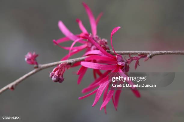 chinese fringe flower - rubies stock pictures, royalty-free photos & images