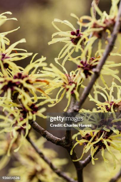 hammamelis x intermedia 'sunburst'. witch-hazel - hamamelis photos et images de collection