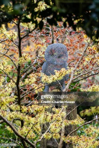 view though hedge of ilex aquifolium 'alaska' to shrub of hammamelis x intermedia 'pallida with sculpture in galvanised wire of owl. - stenbräckeordningen bildbanksfoton och bilder