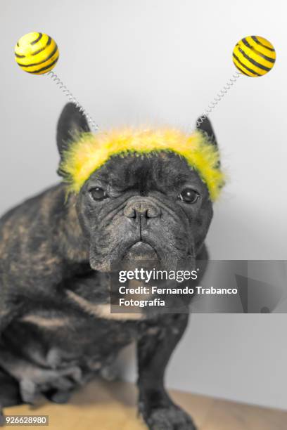 dog with bee costume - deely bopper stock pictures, royalty-free photos & images