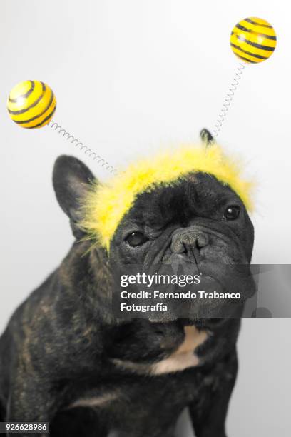 dog with bee costume - haarreifen mit sternchen stock-fotos und bilder