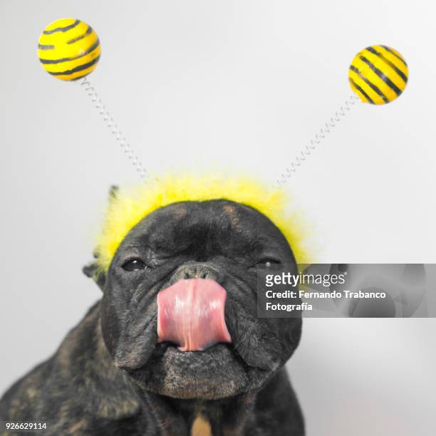 dog with bee costume - deely bopper stock pictures, royalty-free photos & images