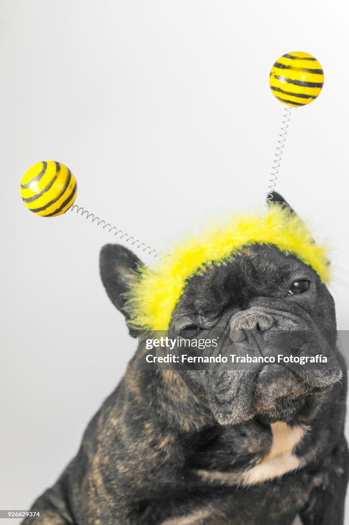 Dog with bee costume