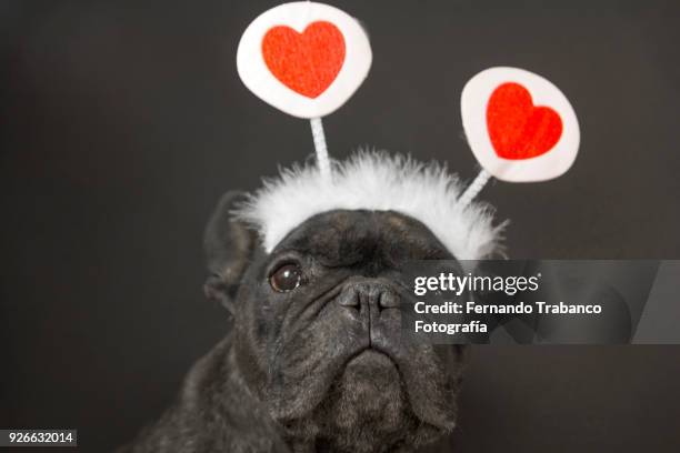 148 Cupid Dog Stock Photos, High-Res Pictures, and Images - Getty Images