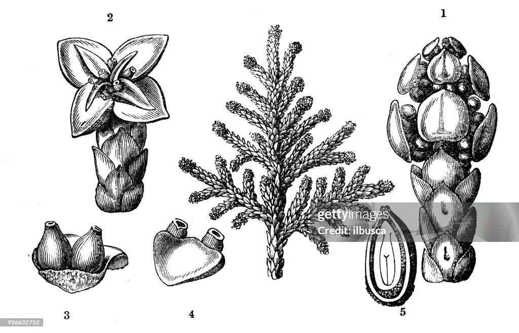 Botany plants antique engraving illustration: Platycladus orientalis (Chinese thuja, Oriental arborvitae)