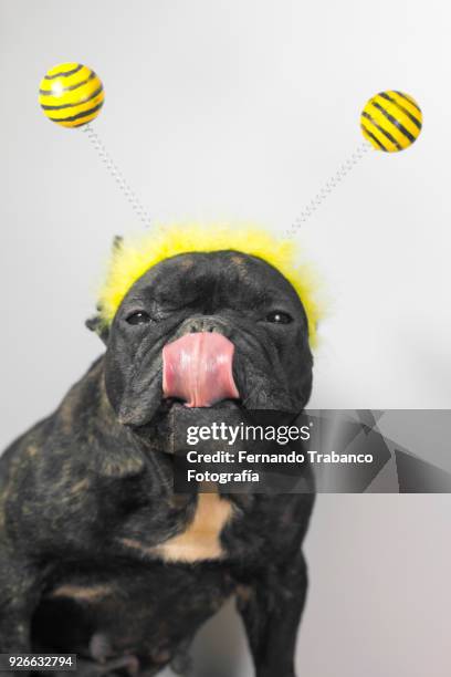 dog with bee costume - haarreifen mit sternchen stock-fotos und bilder