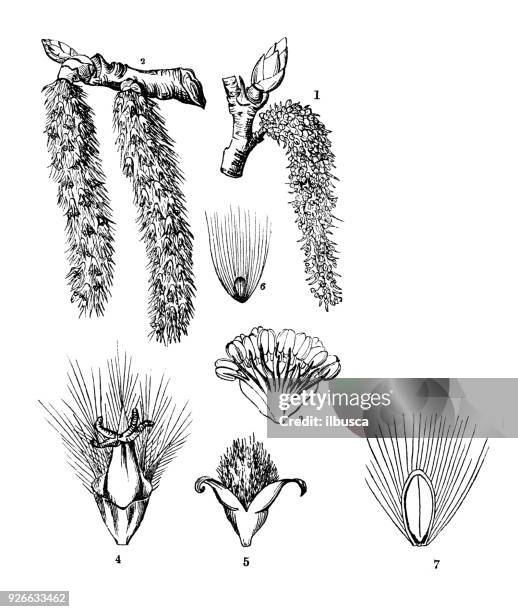 ilustrações de stock, clip art, desenhos animados e ícones de botany plants antique engraving illustration: populus poplar aspen - poplar tree