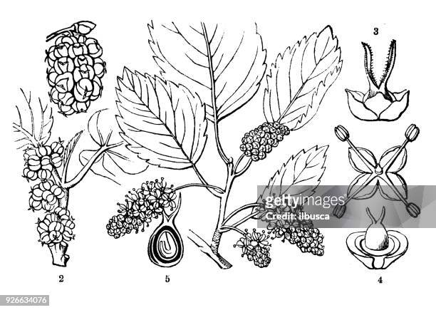 botanische pflanzen antike gravur illustration: morus alba (weiße maulbeere) - maulbeerbaum stock-grafiken, -clipart, -cartoons und -symbole