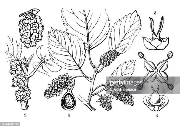 illustrazioni stock, clip art, cartoni animati e icone di tendenza di botanica piante antica illustrazione incisione: morus alba (gelso bianco) - mulberry bush