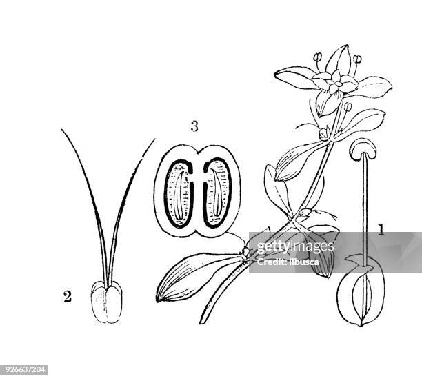 botany plants antique engraving illustration: callitriche verna - callitriche stock illustrations
