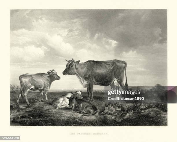 cattle in the pasture, osborne, 19th century - dairy cattle stock illustrations