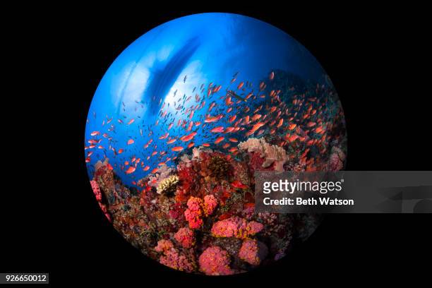 coral reef scene with boat - epidendrum stock pictures, royalty-free photos & images