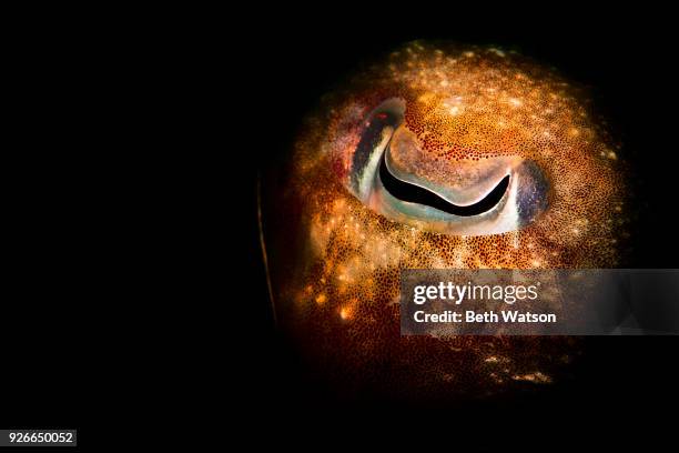 frogish - cuttlefish stock pictures, royalty-free photos & images
