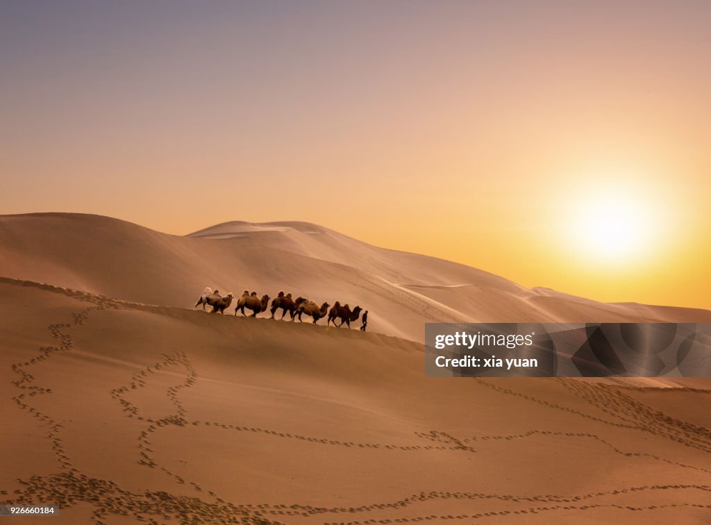 A camel caravan passing through the sand dunes against sunset