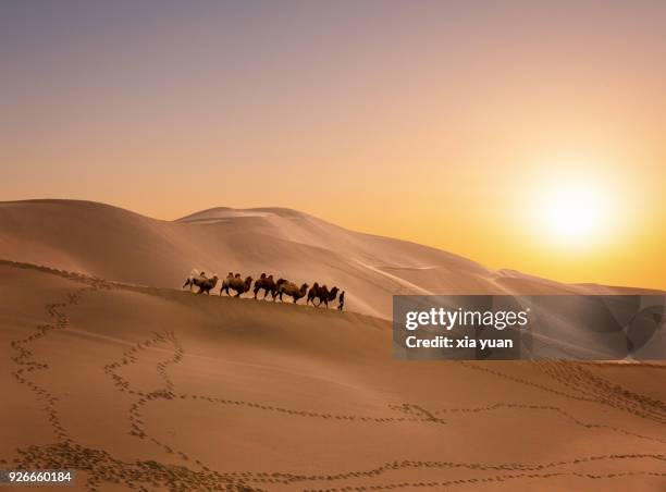 a camel caravan passing through the sand dunes against sunset - silk road photos et images de collection