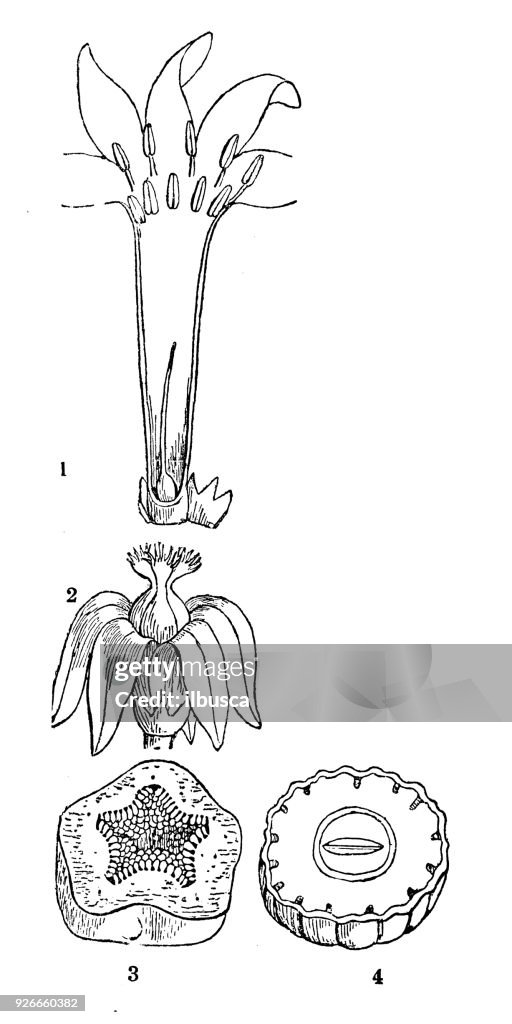 Botany plants antique engraving illustration: Carica papaya