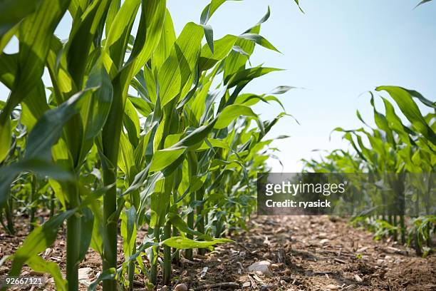 vista de ángulo bajo de una fila de jóvenes corn stalks - corn field fotografías e imágenes de stock
