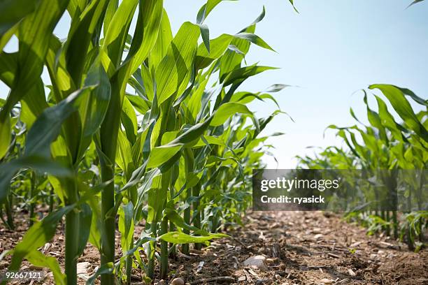 low angle view of a row of young corn stalks - corn harvest stock pictures, royalty-free photos & images