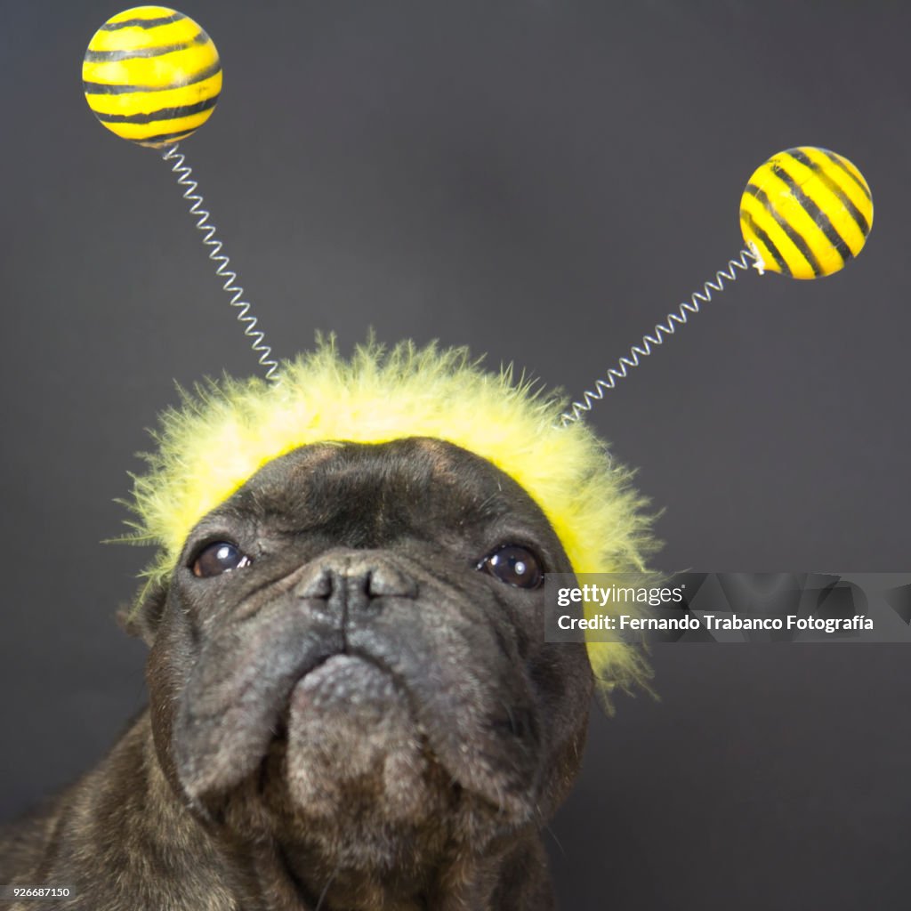 Dog with bee costume