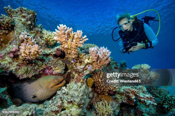 egypt, red sea, hurghada, scuba diver and yellow-edged moray - scuba diving girl stockfoto's en -beelden