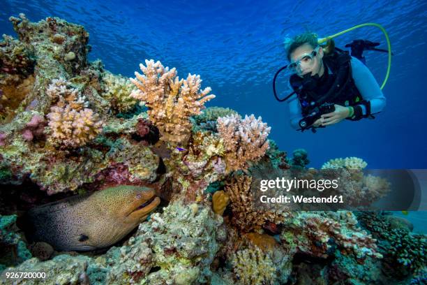 egypt, red sea, hurghada, scuba diver and yellow-edged moray - scuba diving girl 個照片及圖片檔