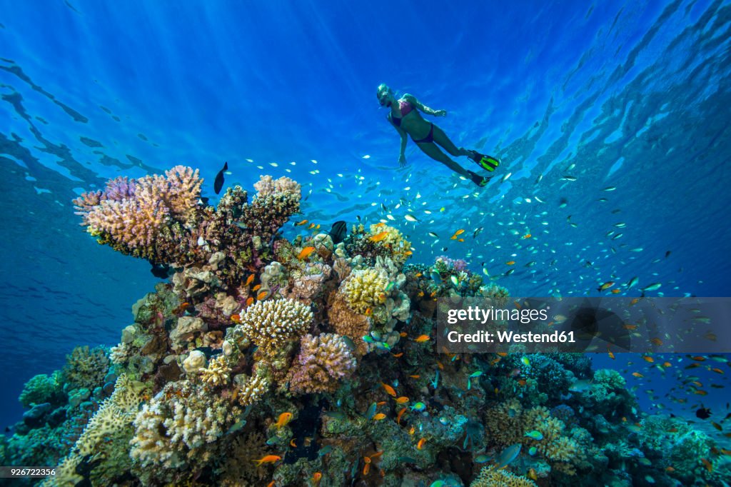 Egypt, Red Sea, Hurghada, young woman snorkeling at coral reef