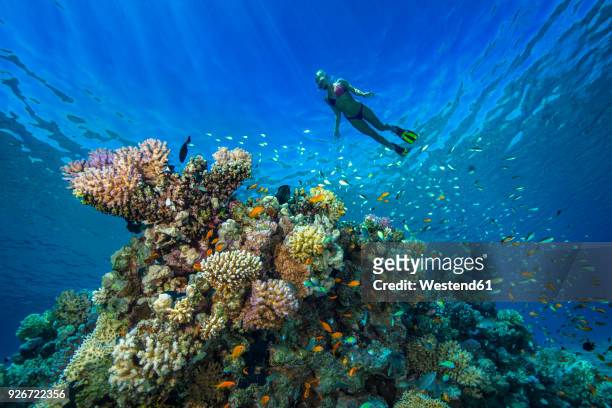 egypt, red sea, hurghada, young woman snorkeling at coral reef - snorkeling fotografías e imágenes de stock