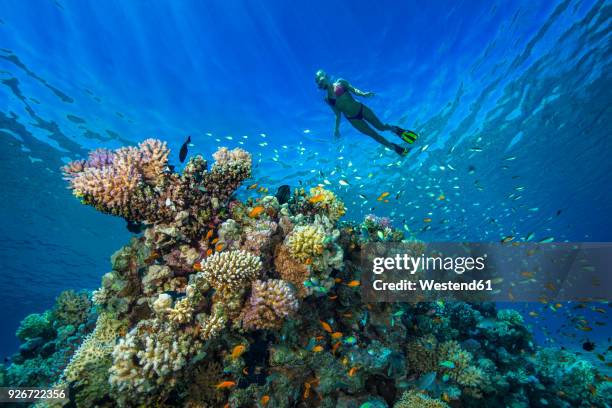 egypt, red sea, hurghada, young woman snorkeling at coral reef - reef bildbanksfoton och bilder