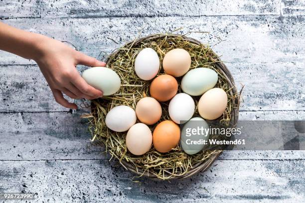 different eggs, white, brown, light brown and green eggs - nid photos et images de collection