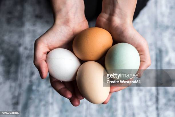 different eggs, white, brown, light brown and green eggs - grundnahrungsmittel stock-fotos und bilder