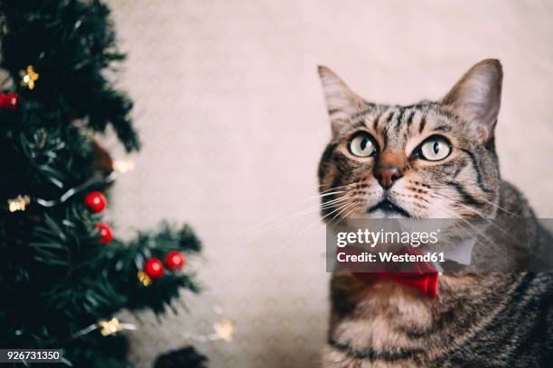portrait of tabby cat with collar and red bow tie at christmas time - cat bow tie stock pictures, royalty-free photos & images