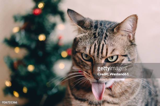 tabby cat tongue outstretched at christmas time - cat sticking out tongue stock pictures, royalty-free photos & images