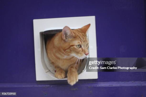 ginger cat stepping out - hitchin stock pictures, royalty-free photos & images