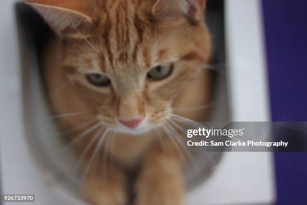ginger cat stepping out - chatière photos et images de collection