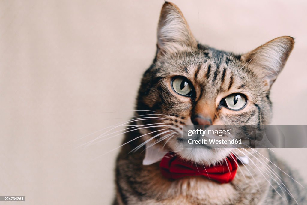 Portrait of tabby cat with collar and red bow tie