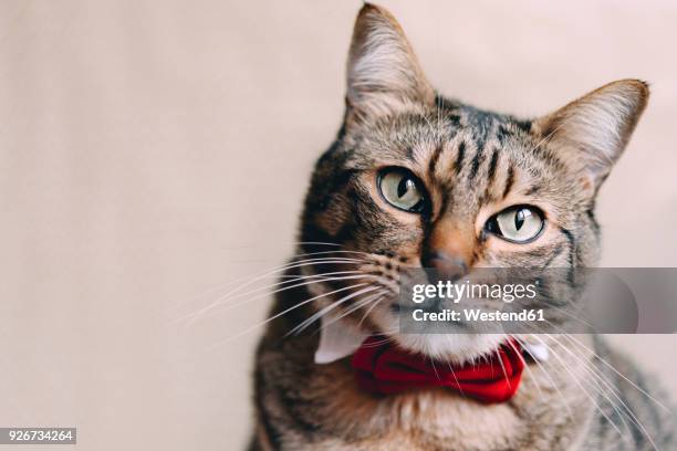 portrait of tabby cat with collar and red bow tie - cat bow tie stock pictures, royalty-free photos & images