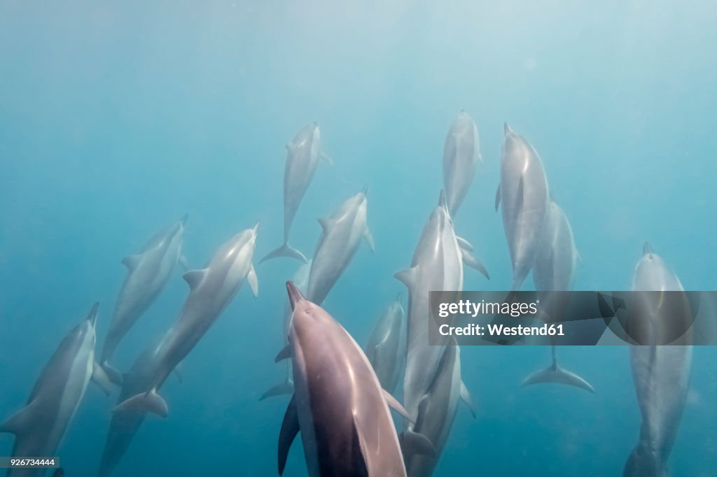 Mauritius, Indian Ocean, bottlenose dolphins, Tursiops truncatus