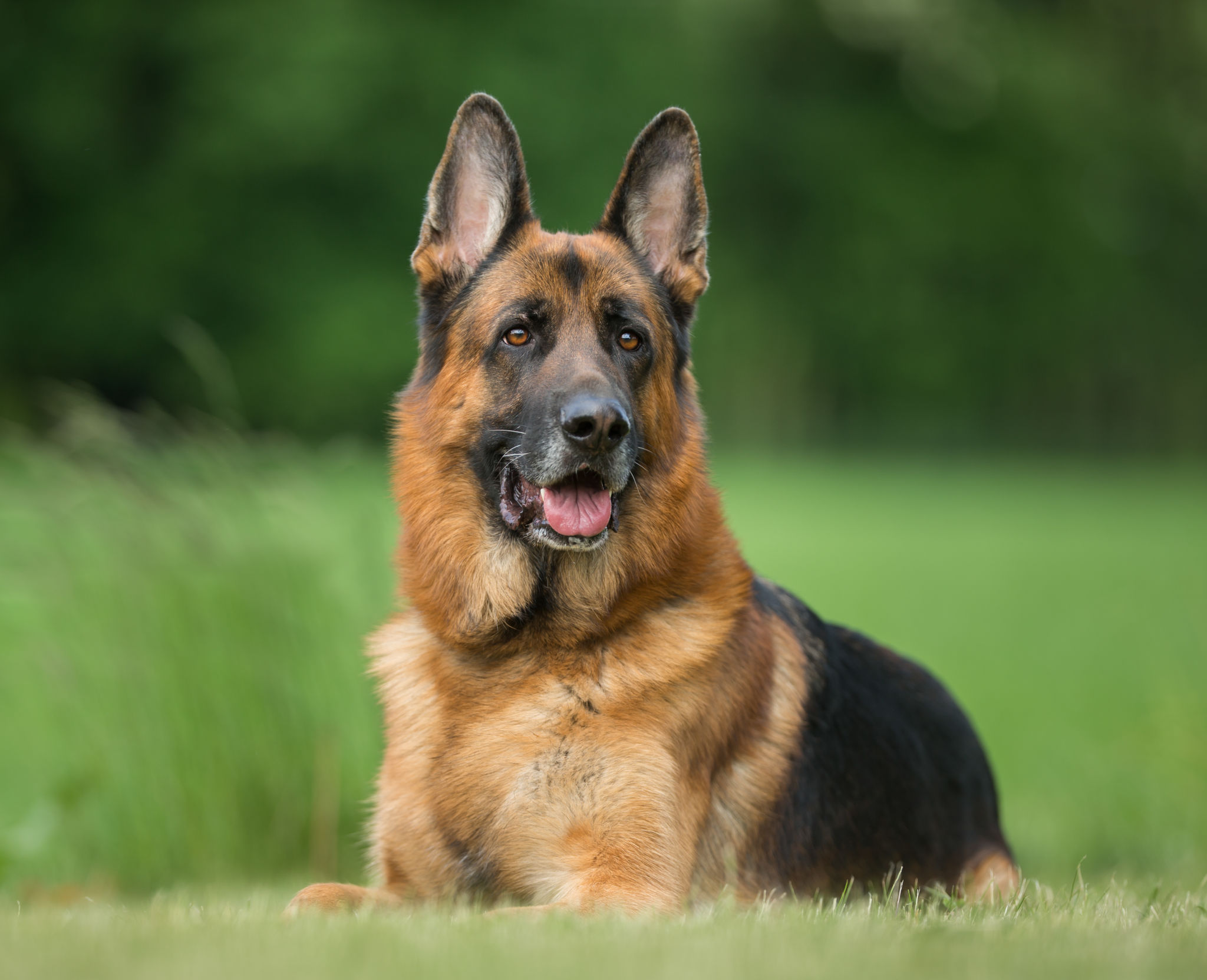 german shepherd coat care
