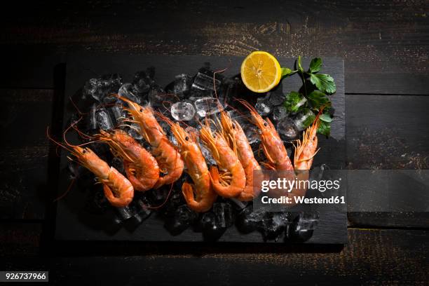 argentine red shrimps on ice - räka bildbanksfoton och bilder
